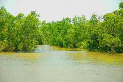 সুন্দরবনে প্রবেশের ওপর নিষেধাজ্ঞা প্রত্যাহার