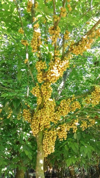 লটকনের রাজ্যে একদিন 