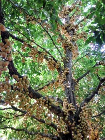 লটকনের রাজ্যে একদিন