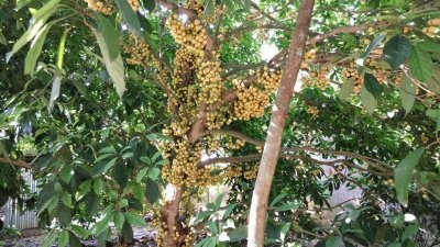 লটকনের রাজ্যে একদিন
