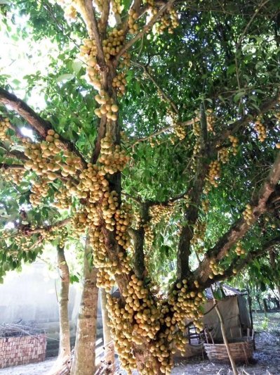 লটকনের রাজ্যে একদিন