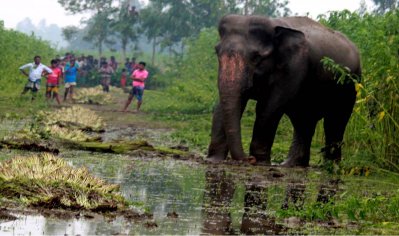 দুর্গম ছিন্নার চরে আসামের হাতি