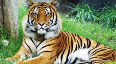 রয়েল বেঙ্গল টাইগার