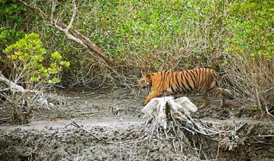 সুন্দরবনে বিচরণরত বাঘ