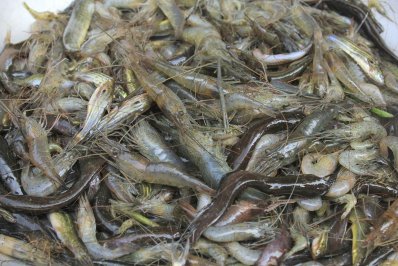 চিংড়িসহ বিভিন্ন ধরনের মাছ পাওয়া যায় আড়তে 