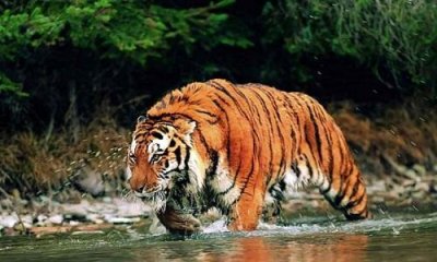 সুন্দরবনে বাঘ