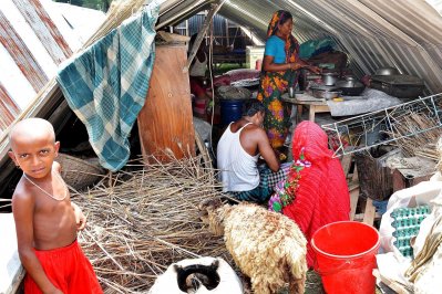 গাইবান্ধায় চন্দ্রনস্বর গ্রামের বানভাসি মানুষ ও গবাদি পশু করছে সহাবস্থান