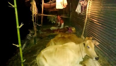 গবাদি পশুর সঙ্গে মৌলভী পাড়ার হায়দার আলী ও তার ছেলে