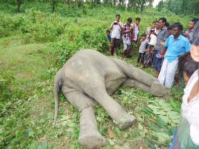 শৈরাচালীর গহীন বন মৃত হাতি