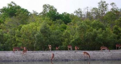 সুন্দরবনে বিচরণরত হরিণ