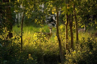 সুন্দরবন
