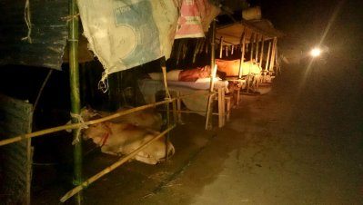 কুড়িগ্রামে বন্যা পরিস্থিতির শোচনীয়তা, পশু আর মানুষ একসঙ্গে