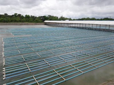 সৌম্য-মুস্তাফিজের এলাকায় সাকিবের কাঁকড়া খামার