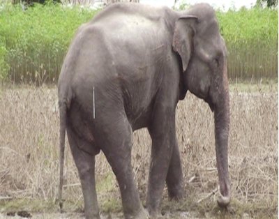হাতিটিকে অজ্ঞান করে  উদ্ধারের চেষ্টা ব্যর্থ