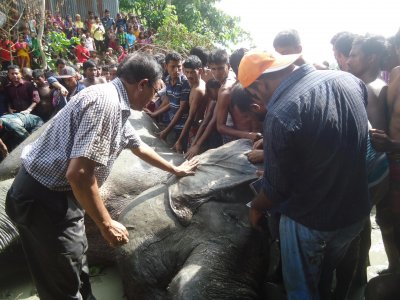 উদ্ধার হওয়া ভারতীয় হাতি (ফাইল ছবি)