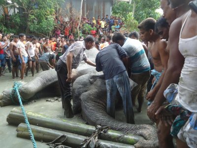 হাতিটি এখন বাংলাদেশের আতিথেয়তায় থাকুক চায় ভারত