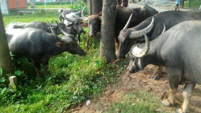 আটক ১০টি মহিষ