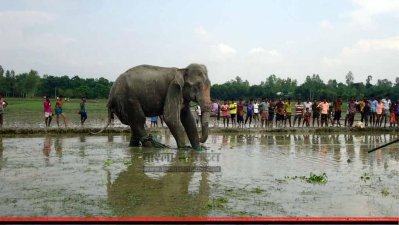 জামালপুরের কয়রা গ্রামে আটক &lsquo;বঙ্গবাহাদুর&rsquo;