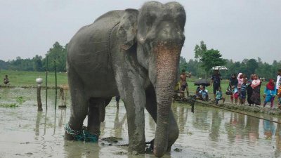 উদ্ধার করা হাতি ‘বঙ্গ বাহাদুর’