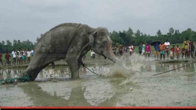 জামালপুরের কয়রা গ্রামে আটক &lsquo;বঙ্গবাহাদুর&rsquo;