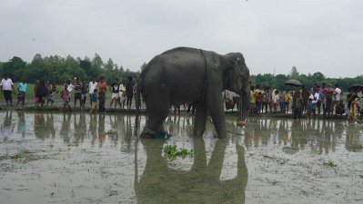 উদ্ধার করা হাতি ‘বঙ্গ বাহাদুর’