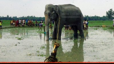 জামালপুরের কয়রা গ্রামে আটক &lsquo;বঙ্গবাহাদুর&rsquo;