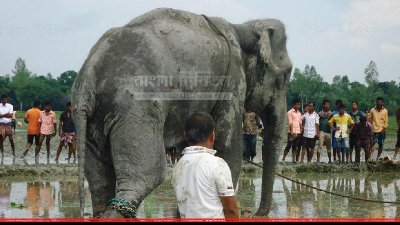 জামালপুরের কয়রা গ্রামে আটক &lsquo;বঙ্গবাহাদুর&rsquo;