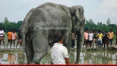 ‘বঙ্গবাহাদুর’-এর লাথিতে গুরুতর আহত সাফারি পার্কের কর্মী