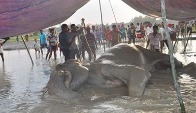 ভারতীয় হাতির মরদেহ