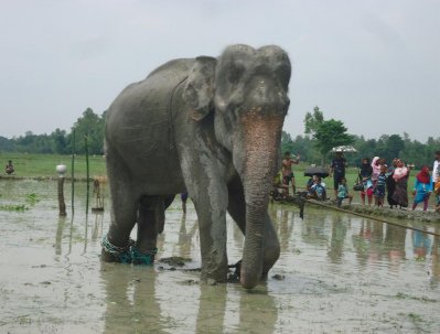 ভারতীয় হাতি