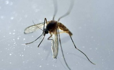 মশা জিকা ভাইরাস ছড়ায়