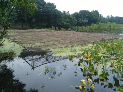 বন্যাকবলিত টাঙ্গাইলের ছয় উপজেলা