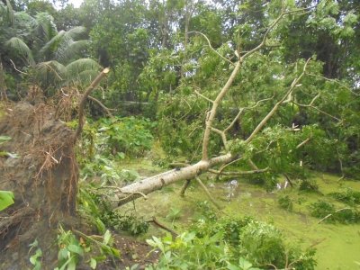 ঘূর্ণিঝড়ে বিধ্বস্ত গাছপালা