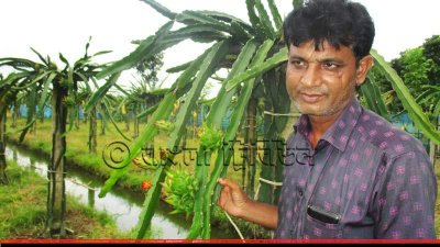 ড্রাগন ফলচাষী স্বপন