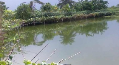চিংড়ির পাশাপাশি সবজি চাষে আগ্রহী হচ্ছেন সাতক্ষীরার মাছ চাষিরা