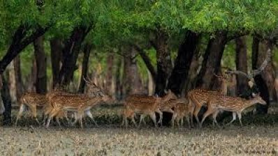 সুন্দরবন