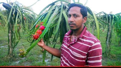 ড্রাগন ফলের বাগান
