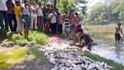 অ্যামোনিয়া গ্যাস নিঃসরণে মাছের ক্ষতি (ছবি: বিবিসি)