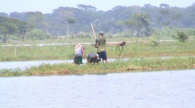 চিতলমারীতে ভেসে যাওয়া মাছের ঘের রক্ষার চেষ্টা