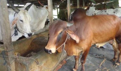 কোরবানির জন্য প্রস্তুত কুষ্টিয়ার দুই লাখ গরু