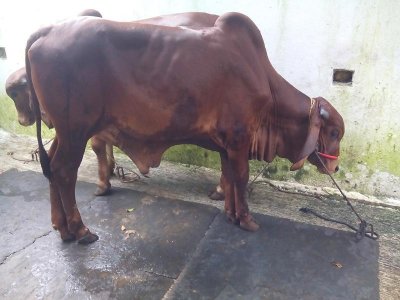 শার্শার খামারে পালিত গরু