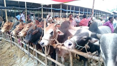 দাম চড়া হলেও কুড়িগ্রামে দেশি গরুর চাহিদা বেশি