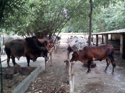 শার্শার খামারে পালিত গরু