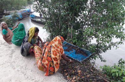 নদীর পানিতে ভেসে আসা ফল জ্বালানি হিসেবে ব্যবহার করছেন এলাকাবাসী