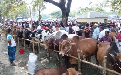 নরসিংদীতে কোরবানীর পশুর হাট