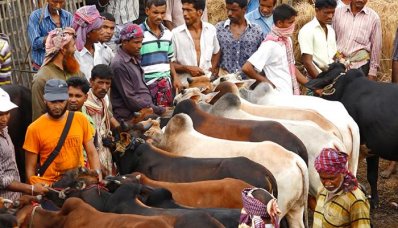 রাজশাহীতে জমে উঠেছে পশুর হাট, তবে দাম বেশি