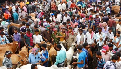 রাজশাহীতে জমে উঠেছে পশুর হাট, তবে দাম বেশি
