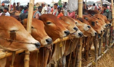 গরুর হাট