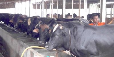 পাবনায় চলছে দেশীয় পদ্ধতিতে গরু মোটাতাজাকরণ