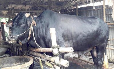 পাবনায় চলছে দেশীয় পদ্ধতিতে গরু মোটাতাজাকরণ